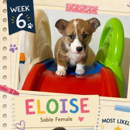 American Corgi and Pembroke Welsh Corgi Puppies from London Bridge Corgis