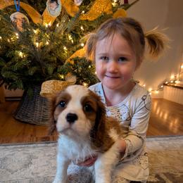 Cavalier King Charles Spaniel puppies from One Big Cavy Family