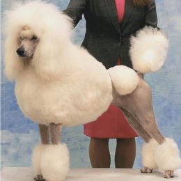 Poodles from Croton Pines Standard Poodles LLC