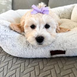 Tulip - female Cavapoochon puppy in Morris, Pennsylvania from Heartland Puppies
