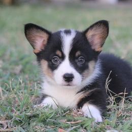 American Corgi, French Bulldog, and Pembroke Welsh Corgi Puppies from Moonstone Corgis & Frenchies