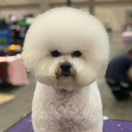 Freyja - Bichon Frise