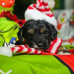Angel - Black white and tan female Cockapoo puppy in Indiahoma, Oklahoma from Phamily Doodles