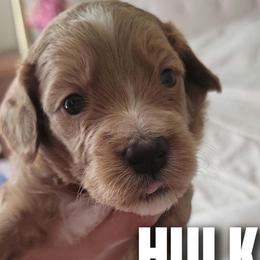Hulk Green Collar - Red  male Goldendoodle puppy in Fort Worth, Texas from Stacy Warwick