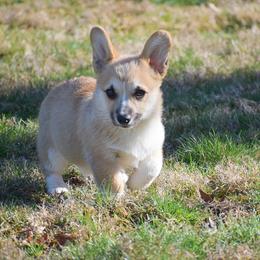 Daffodil - Sable female Pembroke Welsh Corgi puppy in Morgantown, Pennsylvania from GoldStar Corgis (License Number 18519)