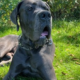 Great Dane Puppies from BkB’s House of Danes