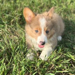 Blue collar - Sable male Pembroke Welsh Corgi puppy in Illinois from Cardinal Corgis