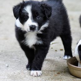 Border Collie Puppies from Ouachita Border Collies