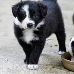 Border Collie Puppies from Ouachita Border Collies