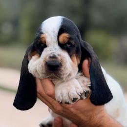 MC 43 - Black white and brown male Basset Hound puppy in Conway, Missouri from Ozark Mountain Kennel