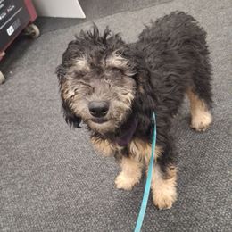 Freedom (green collar) - Phantom female Goldendoodle puppy in Stevensville, Montana from 3 Willows Doodles