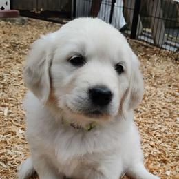 Lime green collar girl - Light golden female Golden Retriever puppy in Rochester, Washington from Grand Mound Goldens