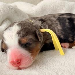 Girl 4 - Merle female Bernedoodle puppy in Sandy, Oregon from MC Doodles