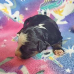 Girl 2 - female Sheepadoodle puppy in Bellevue, Iowa from Fluffy Wonders Poms and Doodles
