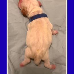 Blue collar male - Lemon and white male Basset Hound puppy in Columbia, South Carolina from Pawmetto Hounds
