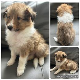 Jasper - Sable and white male Shetland Sheepdog puppy in Aumsville, Oregon from Porter Creek Kennels