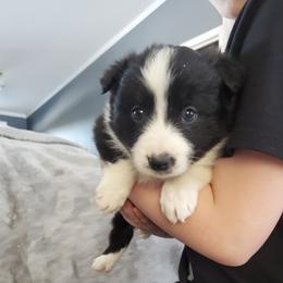 Bow - Black and white male Border Collie puppy in Chester, Vermont from Countryside Border Collies