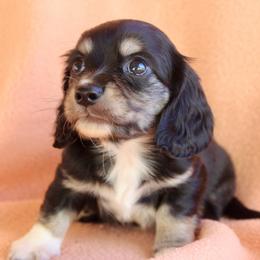 Piper - Black and cream female Dachshund puppy in Roanoke, Alabama from 3B Doxies