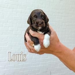 Louis (Green Collar) - Chocolate male Goldendoodle puppy in Bell Buckle, Tennessee from Precious Puptown Doodles