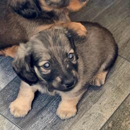 Kylo - Cream male Dachshund puppy in South Fulton, Tennessee from Stiles' Heartfyre Dachshunds