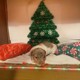 Piper Ann - Dapple female Dachshund puppy in Elizabethtown, Kentucky from Teeny Tiny Puppy Tails