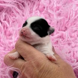 Perdita - Black and tan female Chihuahua puppy in Franklin, North Carolina from A&J Cutie Pawtooties
