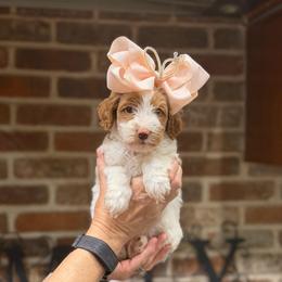 Harper - Parti female Goldendoodle puppy in Anthem/Phoenix, Arizona from Ironwood Doodles