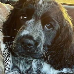 English Springer Spaniels from Springers on the Bluff
