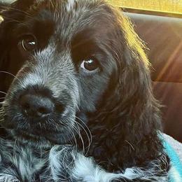 English Springer Spaniels from Springers on the Bluff