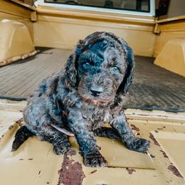 Emmy - Aussiedoodle
