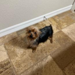 Tory - Yorkshire Terrier