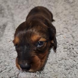 Tequila - Red female Dachshund puppy in Liberty, North Carolina from Heavenly Doxies