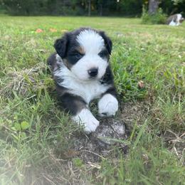 Blue Collar Boy - Black tri-color male Australian Shepherd puppy in Hartville, Missouri from Stamper K9’s