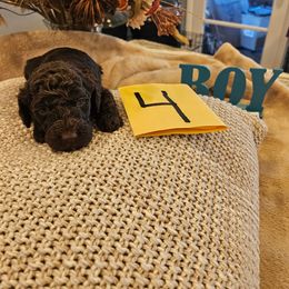 Boy 4 - Brown male Poodle puppy in Detroit, Michigan from Pretty Spoiled Spoos llc