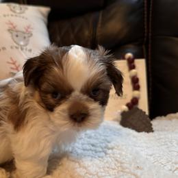 Shih Tzu Puppies from Wood Foo Breeders