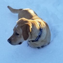 Labrador Retriever Puppies from Una Palma Kennels