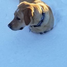 Labrador Retriever Puppies from Una Palma Kennels