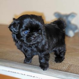 Charlie AKC Champion Bloodline - Black Shih Tzu puppy in Kings Mountain, North Carolina from Britany's Shih Tzus