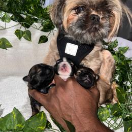 Shih Tzu Puppies from Glass City Shih Tzu