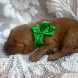 Kiwi - Dark golden male Golden Retriever puppy in Moses Lake, Washington from Dune Lakes Goldens