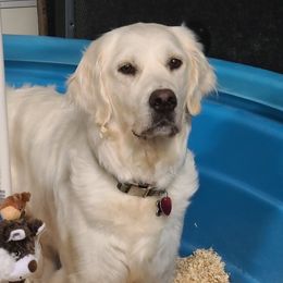 Peanut - Golden Retriever