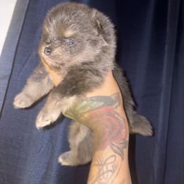 Marshall - Blue and tan male Pomeranian puppy in Okmulgee, Oklahoma from 918 Pomeranians