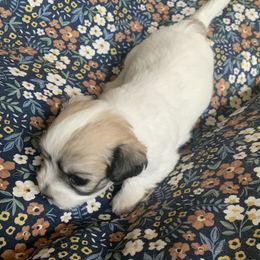 Coton de Tulear Puppies from Catawba Cotons