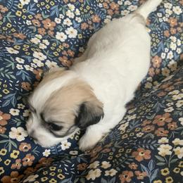Coton de Tulear Puppies from Catawba Cotons
