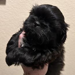 Sissy - Brindle female Shih Tzu puppy in Victorville, California from Precioustzus