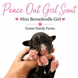 Peace out Girl Scout - Tri-color female Bernedoodle puppy in Grove, Oklahoma from Guinn Family Farms