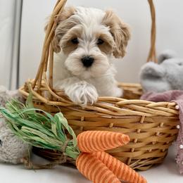 Green collared male - White male Maltipoo puppy in Marshallville, Ohio from Grassy Meadow Pups