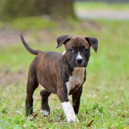 The Gentle Heart - Brown brindle female American Staffordshire Terrier puppy in St. Augustine, Florida from LBK & Ancient City