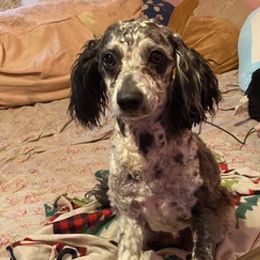 Cockapoos from Sunshine Doodles and Poodles