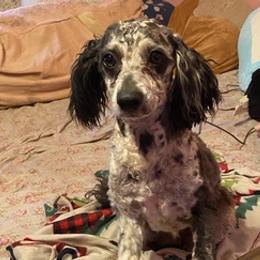 Cockapoos from Sunshine Doodles and Poodles